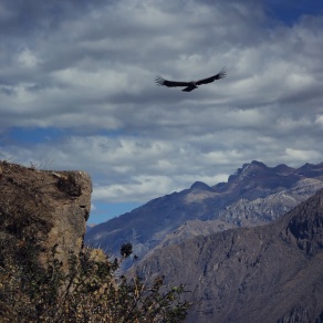 Condors soar over Colca Canyon