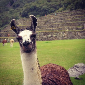 Photobombing Machu Picchu