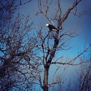 Bald Eagle on Hills of Iowa