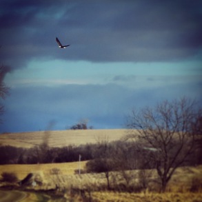 Bald Eagle on Hills of Iowa